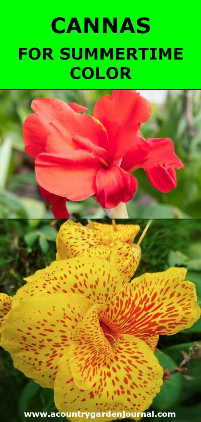 Pink Canna. Yellow Canna with Red Speckles. Green Background. Text Reads: Cannas For Summertime Color