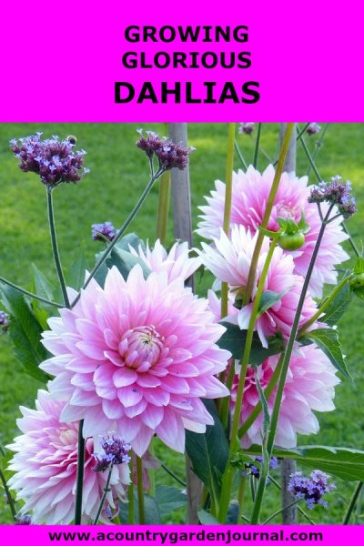 Lavender Dahlias. Purple Background. Text Reads: Growing Glorious Dahlias