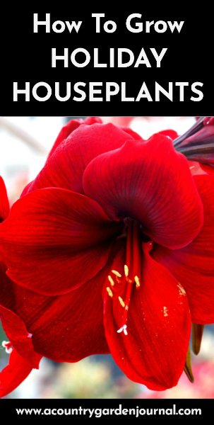 Red Amaryllis. Black Background. Text Reads: How To Grow Holiday Houseplants