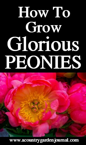 Bright Pink Peonies. Black Background. Text Reads: How To Grow Glorious Peonies