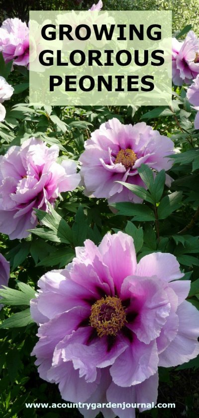 Lavender Peonies on a Bush. Text Reads: Growing Glorious Peonies