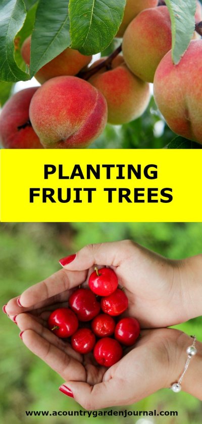 Peaches on a Tree Branch. Red Cherries Held in Two Hands. Yellow Background. Text Reads: Planting Fruit Trees