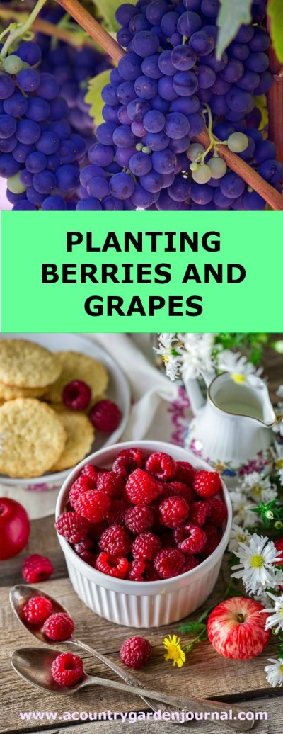 Purple Grapes on a Vine. Bowl of Red Raspberries with Spoon, Pitcher of Cream, Cookies, and White Flowers. Green Background. Text Reads: Planting Berries and Grapes