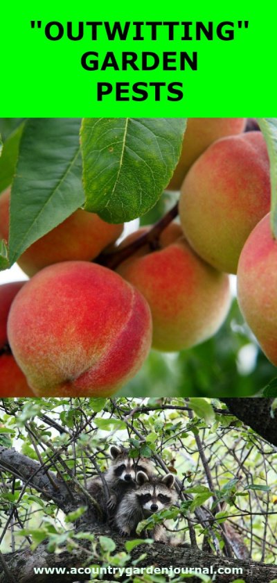 Peaches on a Tree Branch. Two Raccoons in a Tree. Green Background. Text Reads: "Outwitting" Garden Pests