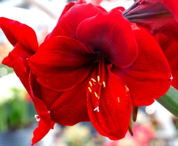 Closeup of Scarlet Amaryllis