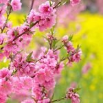Pink Fruit Tree Blossoms with Yellow Flowers in Background