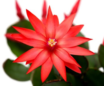 Closeup of Coral Christmas Cactus