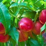 MORE ABOUT PEST CONTROL