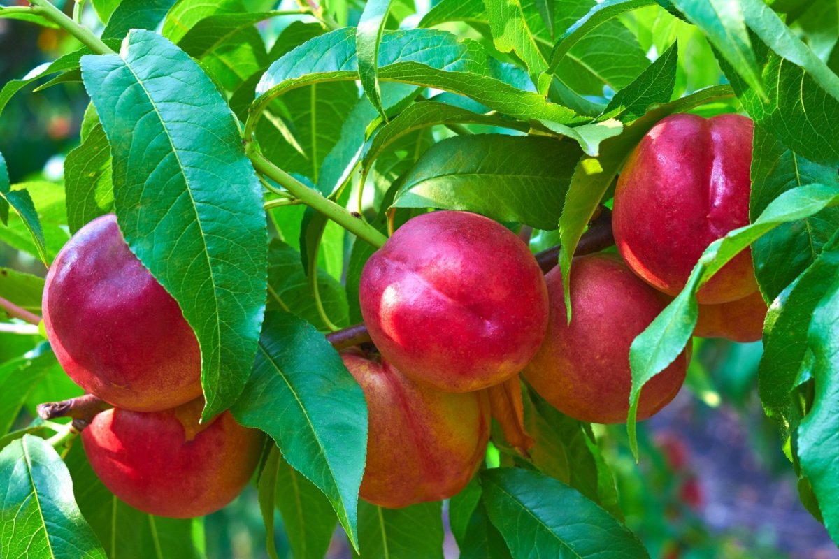 PLUMS ON A TREE