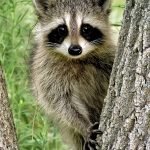 HOW TO OUTWIT GARDEN PESTS