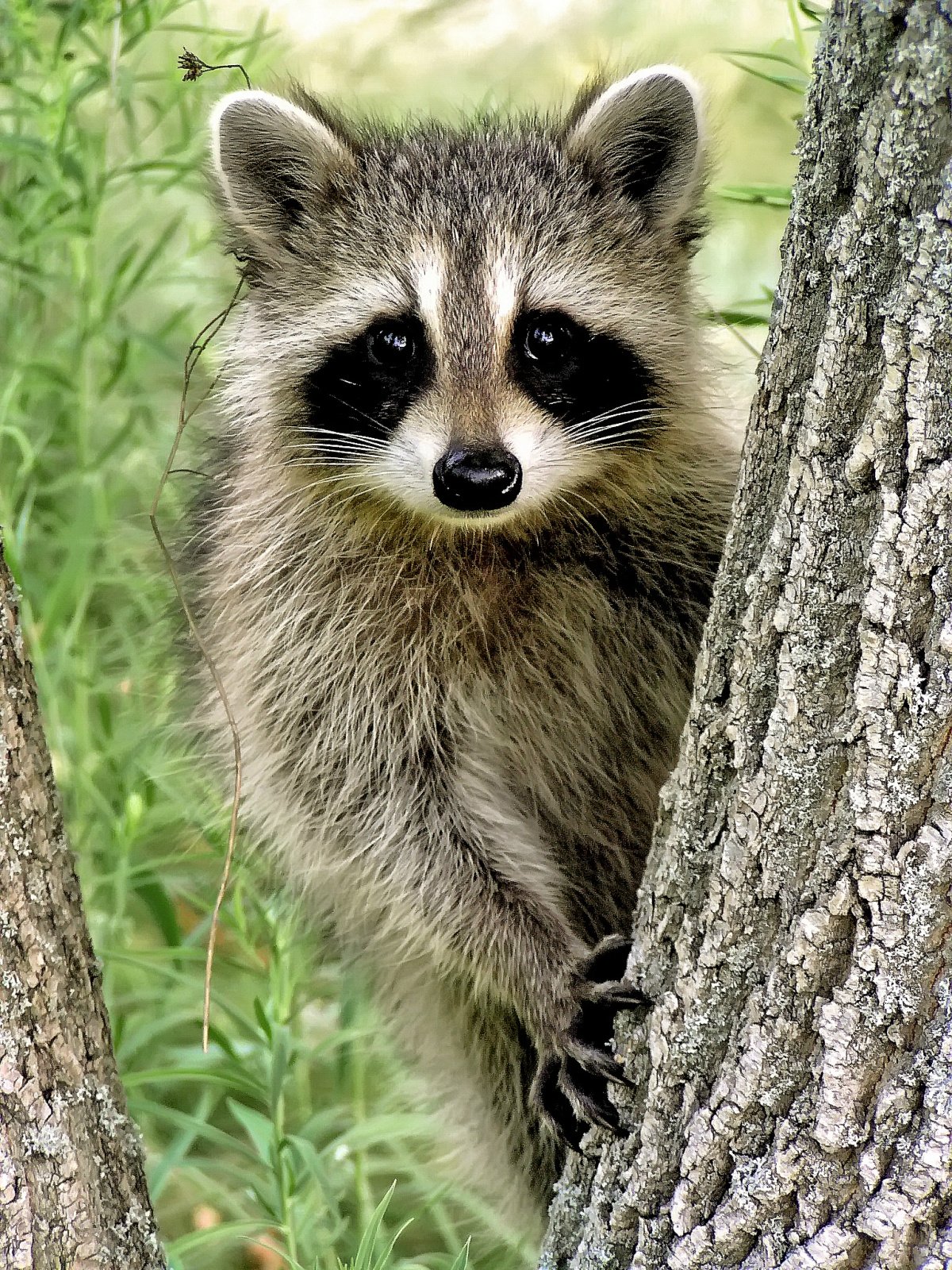 Raccoon Climbing A Tree