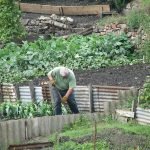 Man Working in Vegetable Garden