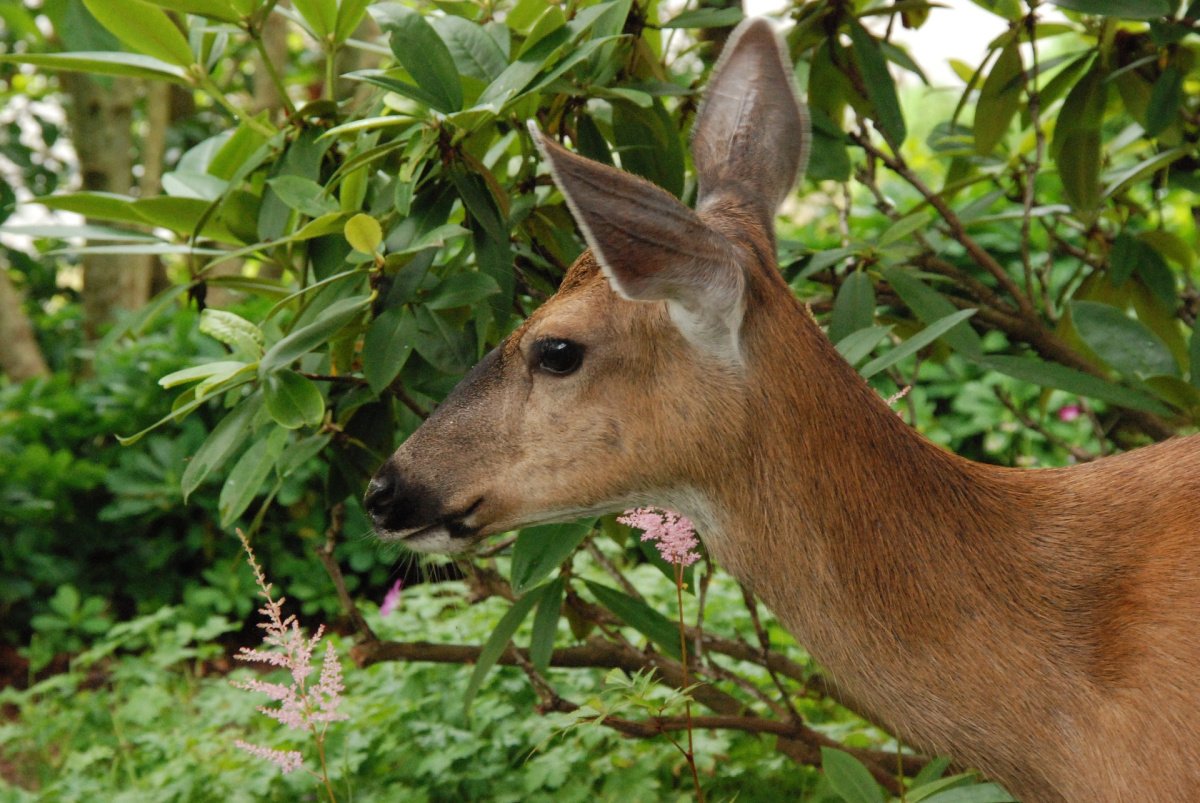 Deer Eating Shrub Leaves