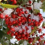 Nandina Berries covered in Snow in Garden