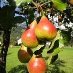 Pears on a tree branch