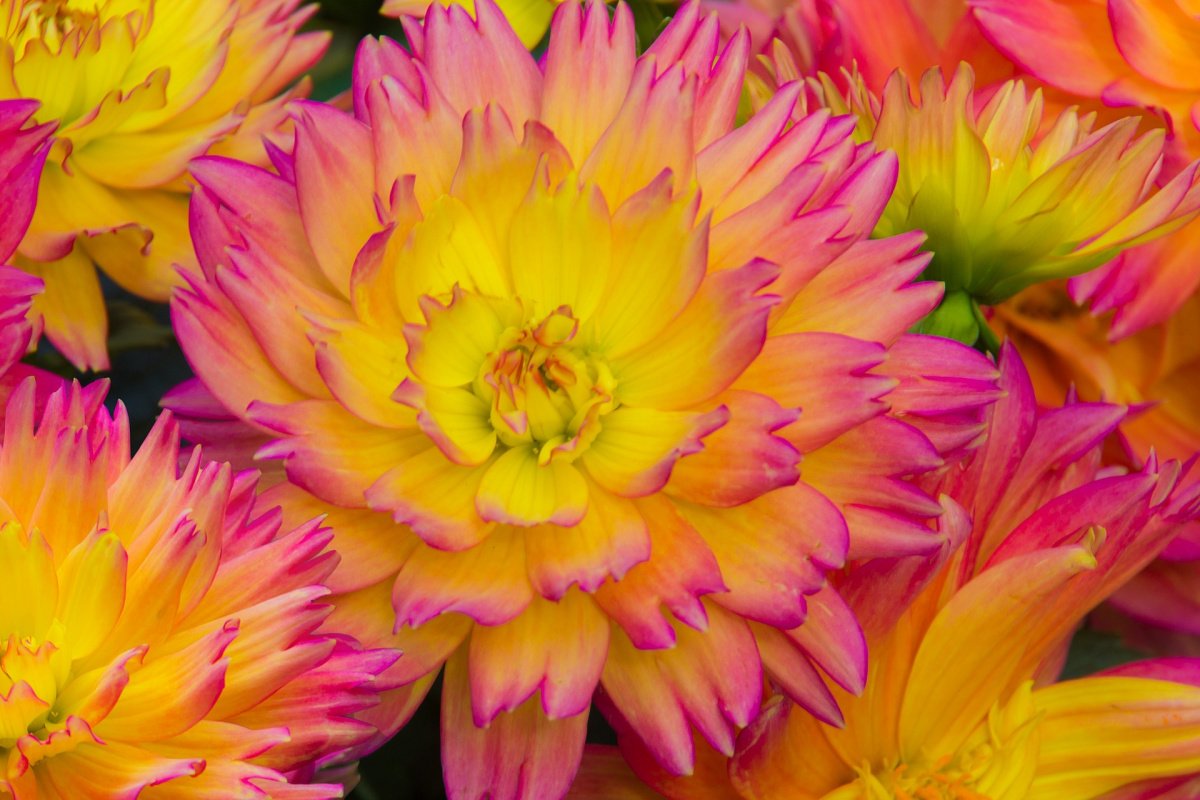 Pink and Yellow Two-Toned Dahlia Flowers
