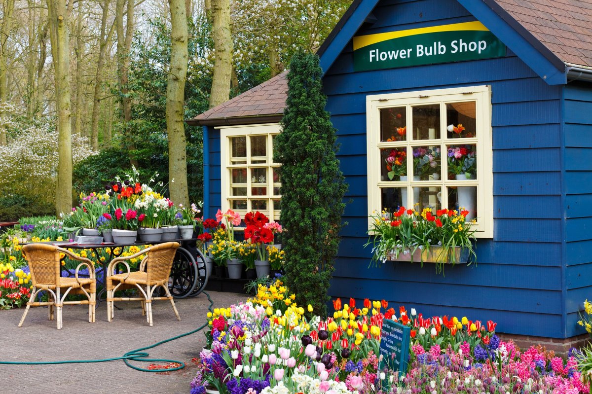 BLUE FLOWER BULB SHOP WITH SPRING FLOWERS GROWING IN GARDEN AND IN POTS WITH PATIO FURNITURE