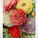 PETER HENDERSON & CO. (NEW YORK) 1894 SEED PACKET WITH PICTURE OF RED, PINK, YELLOW, WHITE, AND PURPLE FLOWERS