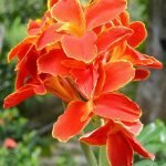 Orange Canna Flower growing in Garden