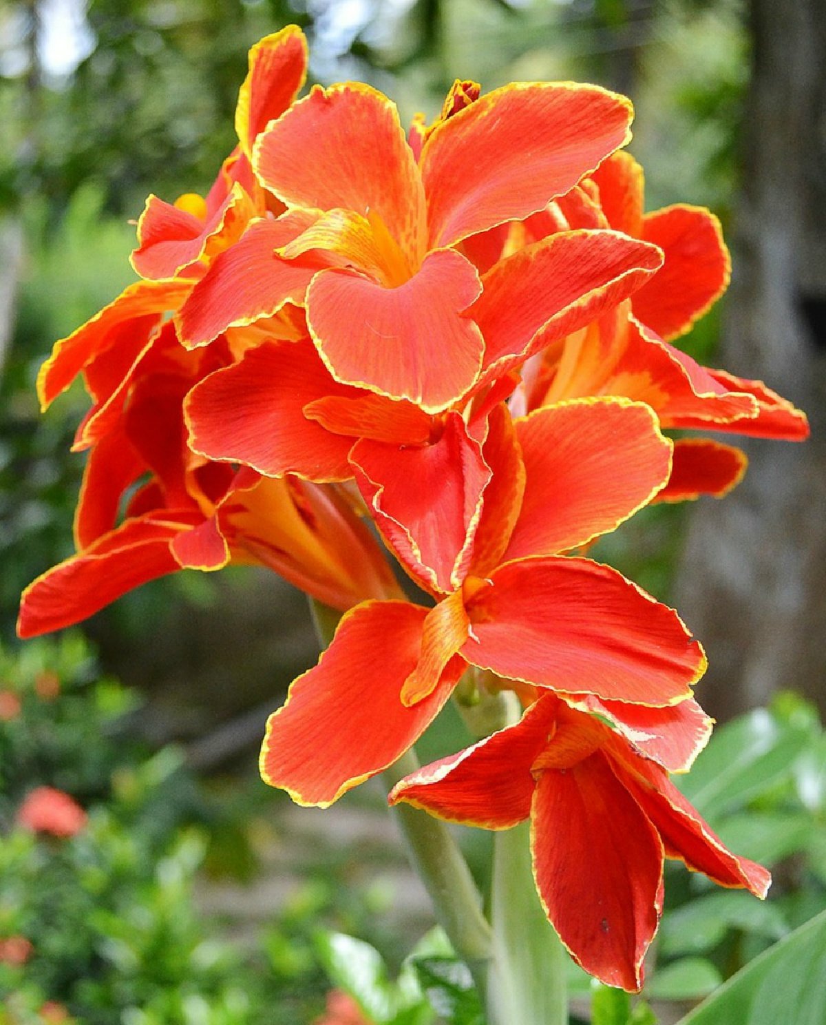 Orange Canna Flower growing in Garden