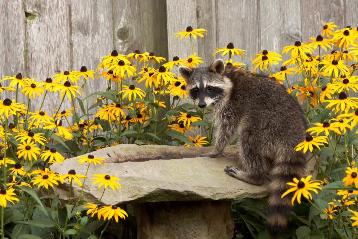 RACCOON WITH YELLOW FLOWERS.