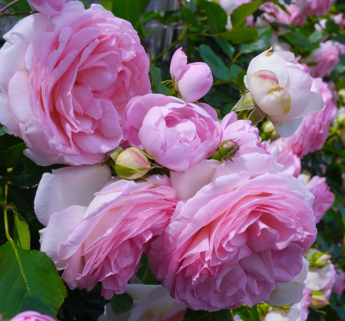 Pink Rose Bush