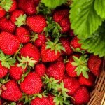 Strawberries in a Basket