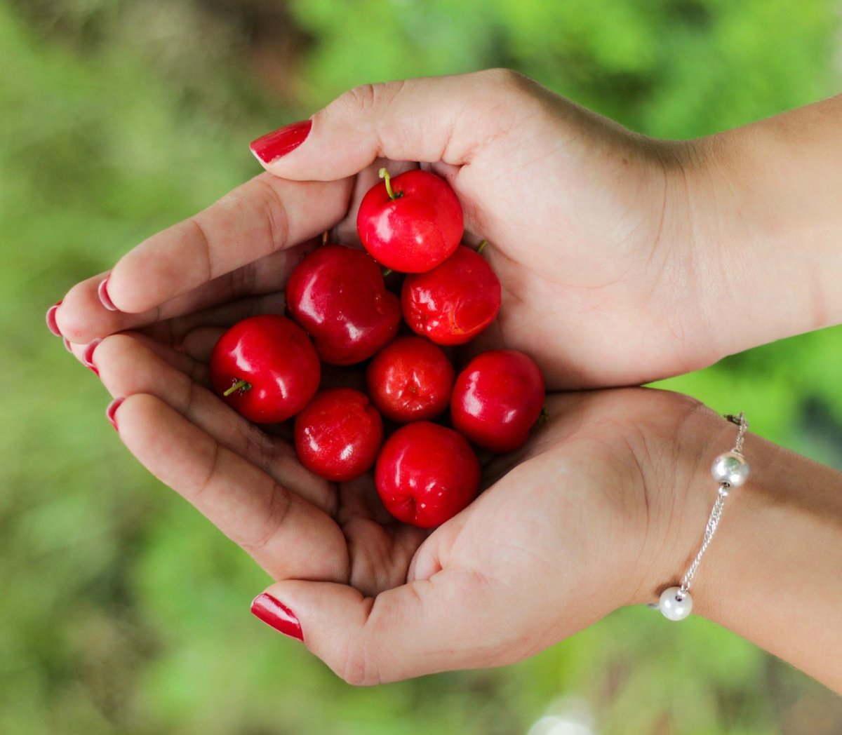 Red Cherries Held In Two Hands wearing Pearl Bracelet